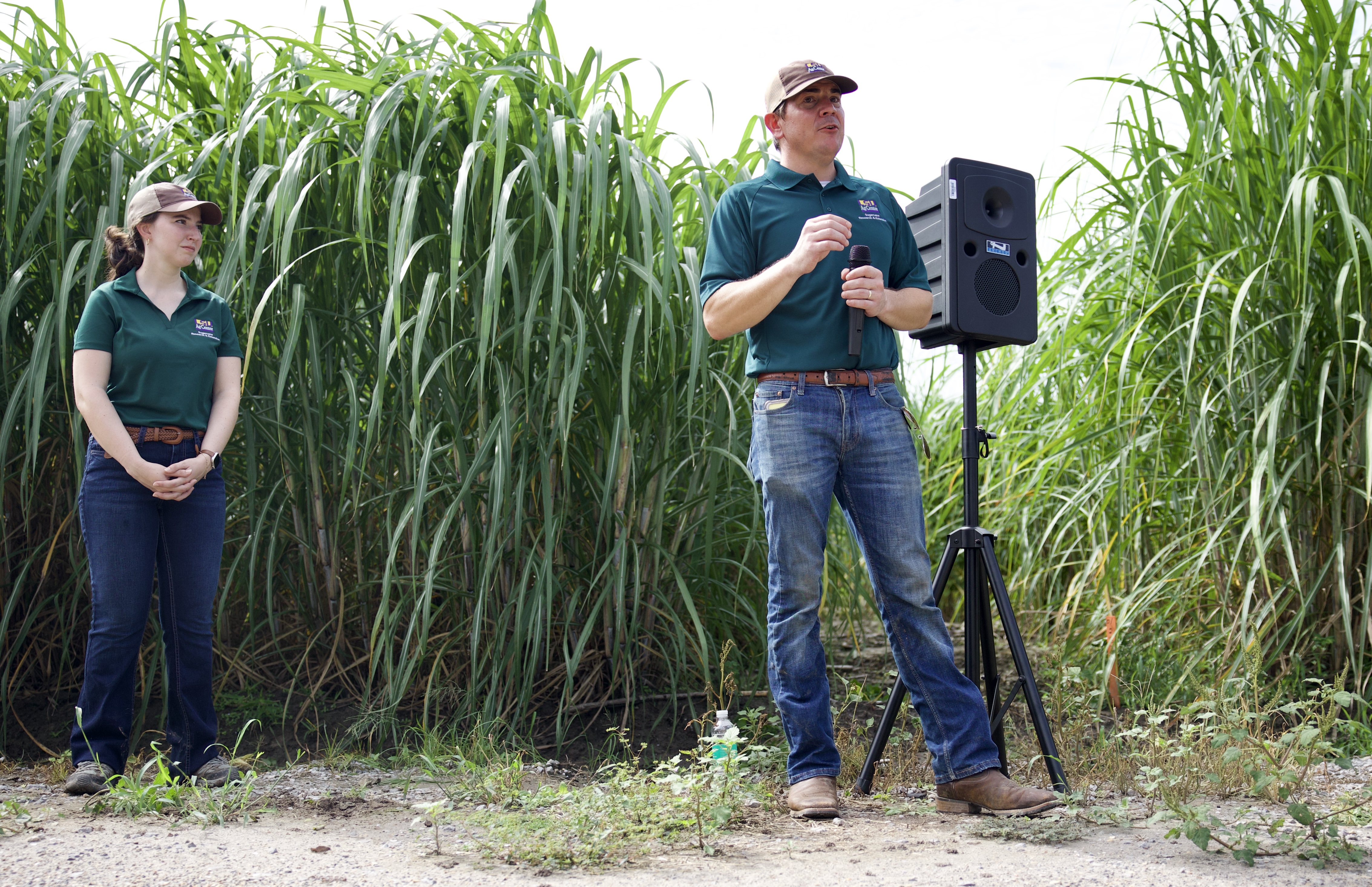 For Louisiana sugarcane producers, huge harvest tempered by arrival of invasive insect 